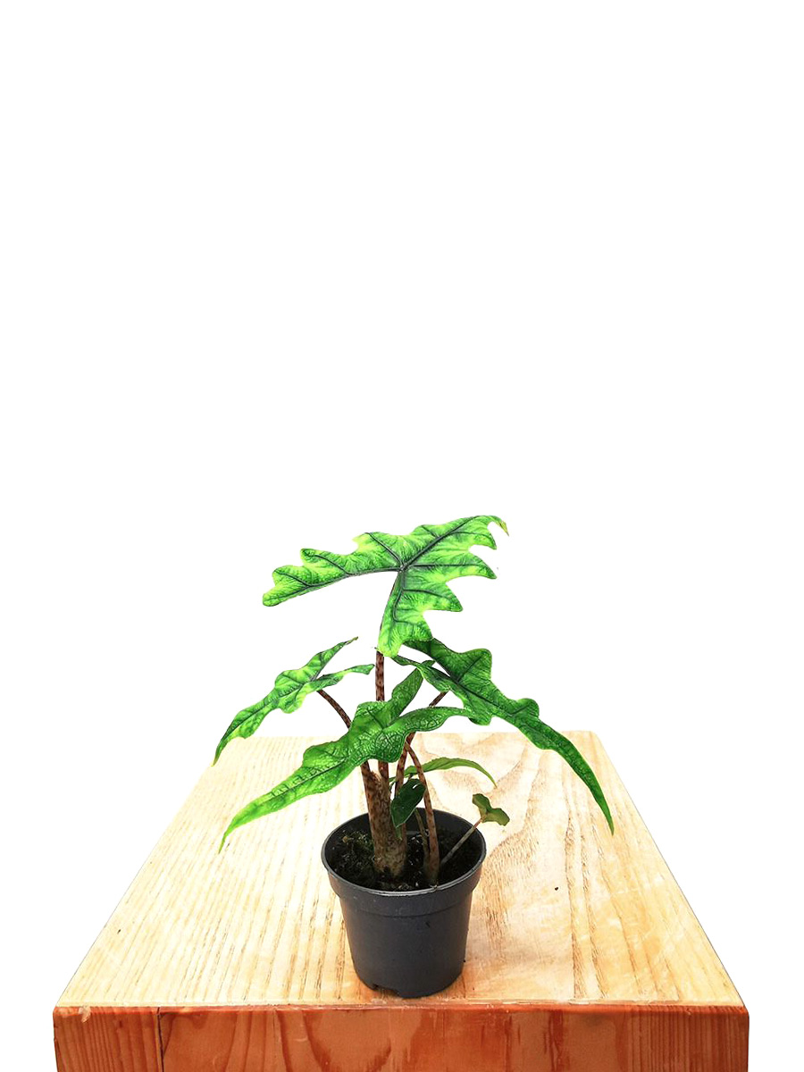 Baby Alocasia Jacklyn